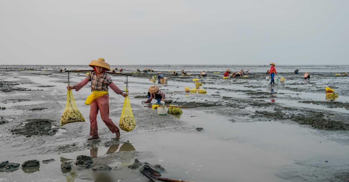 Trekvogels in China in de knel door mensen die het strand omwoelen