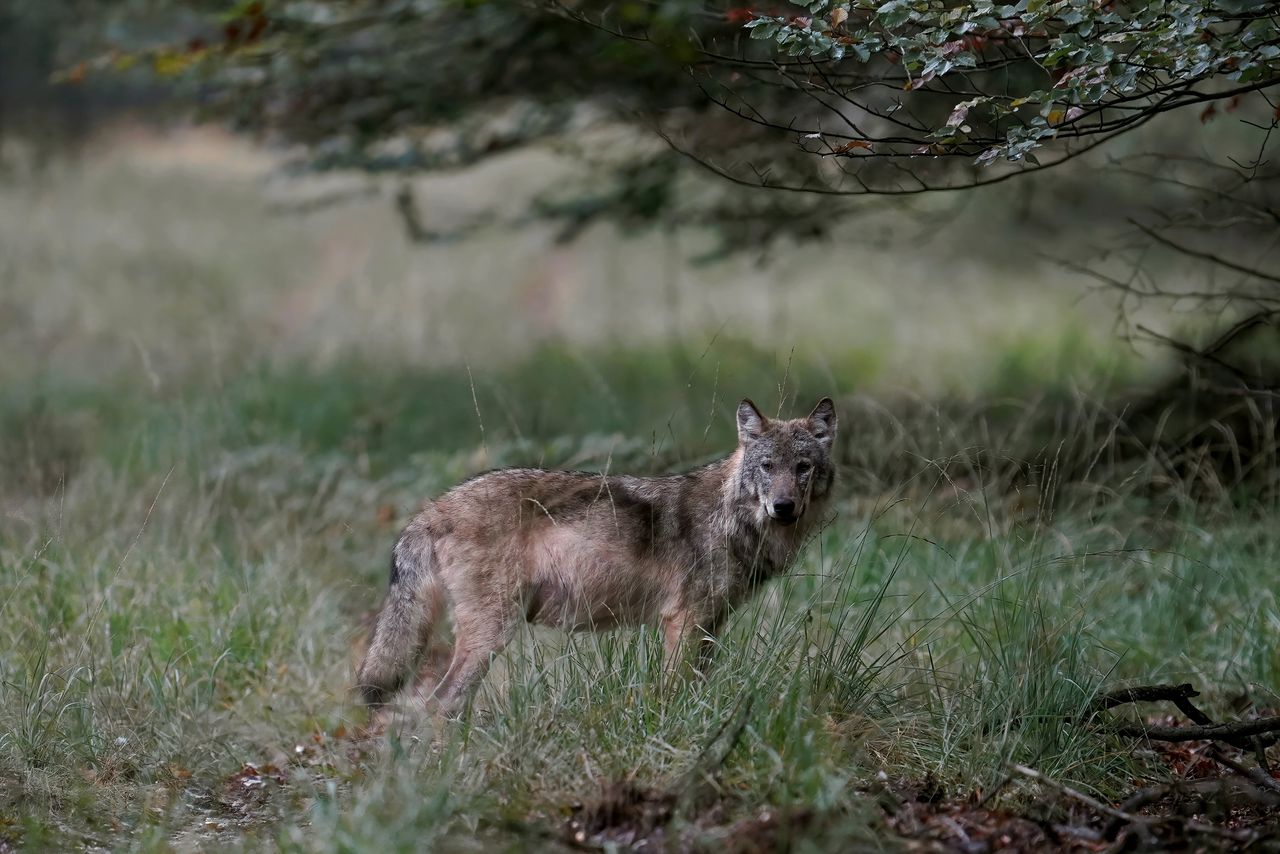 Europese Commissie wil bescherming wolf terugschroeven 