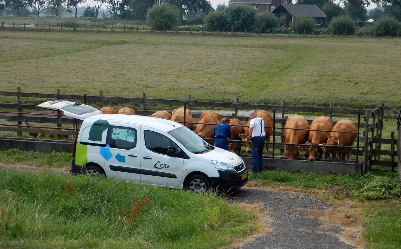 Een medewerker van de Coöperatie Rundveeverbetering in gesprek met boer nabij de Hollandse IJssel.