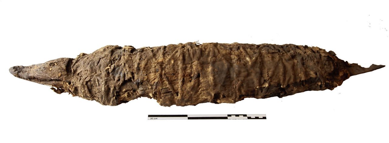 De onderzochte krokodillenmummie uit het Musée des Confluences in Lyon, dat 2.500 dierenmummies in de collectie heeft.