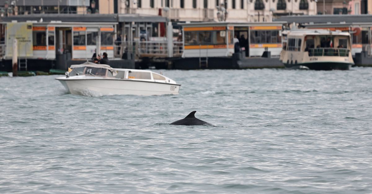 Deze Venetiaanse tuimelaar trok ongezond veel belangstelling