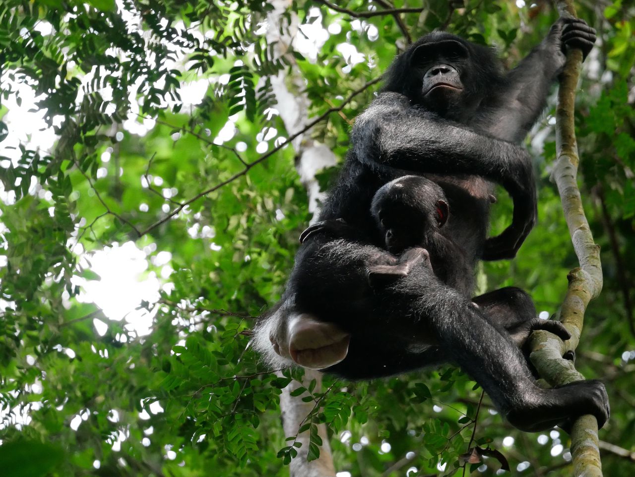 Mannelijke bonobo’s zijn onderling veel agressiever dan mannelijke chimpansees 