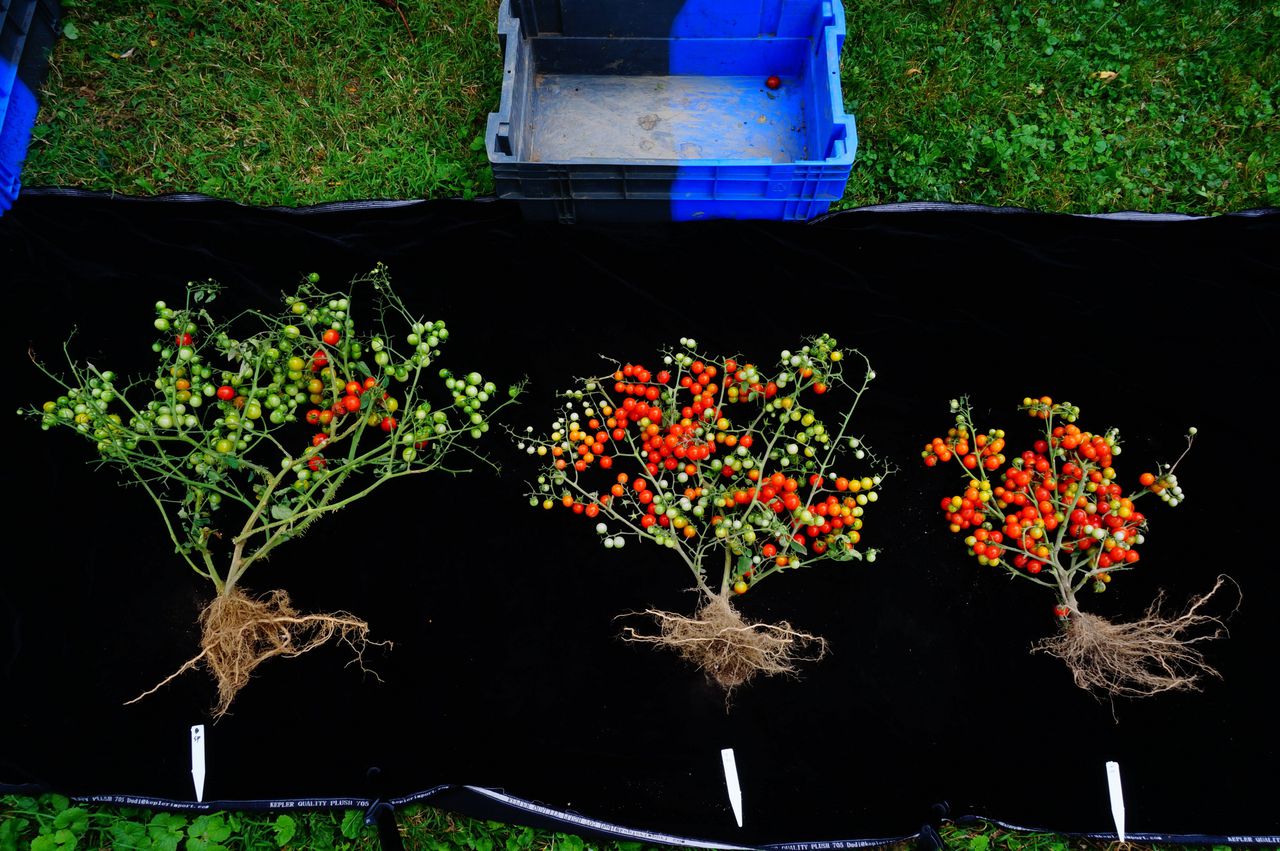 Bioloog bedenkt mini-tomaat voor stadslandbouw 