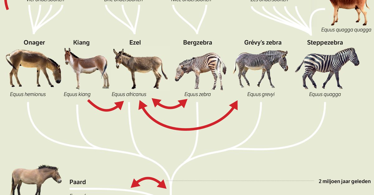 Kosten Herdenkings rust Ezels paarden met zebra's - NRC