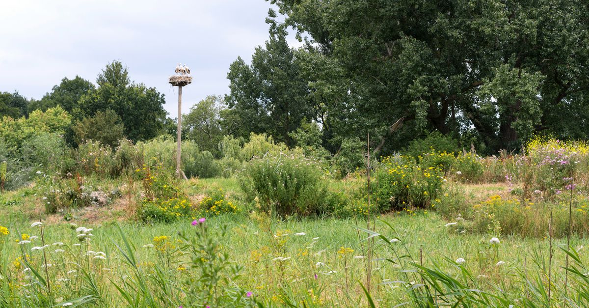 Tweefrontenstrijd in de geliefde stadstuin - NRC