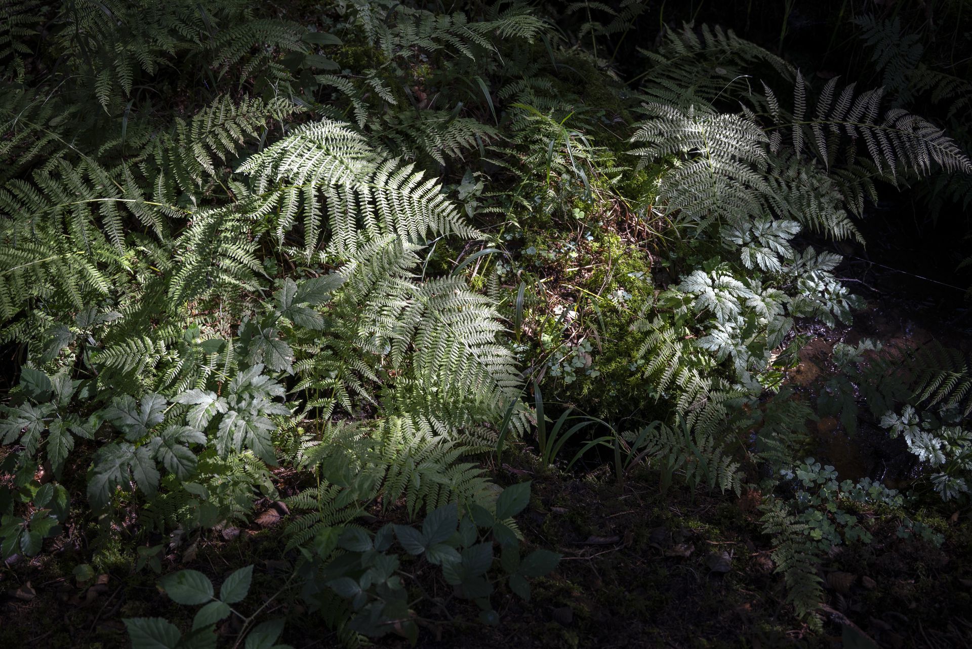 Leren om natuur te respecteren van inheemse culturen - NRC