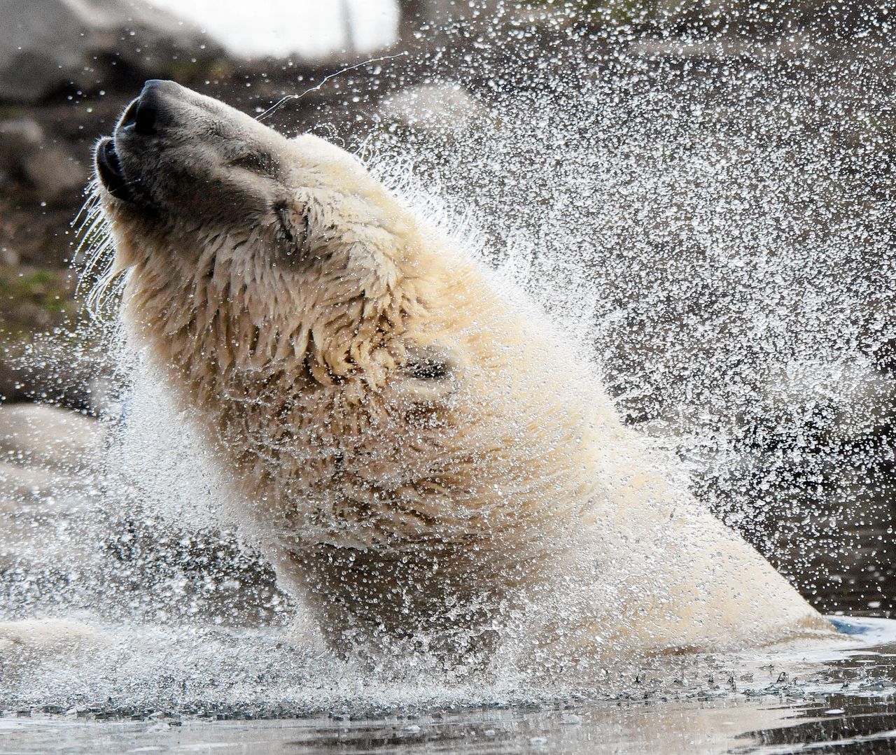 Het smelten van poolzee-ijs is niet per se de nekslag voor de ijsbeer: sommige jagen vanaf gletsjers 