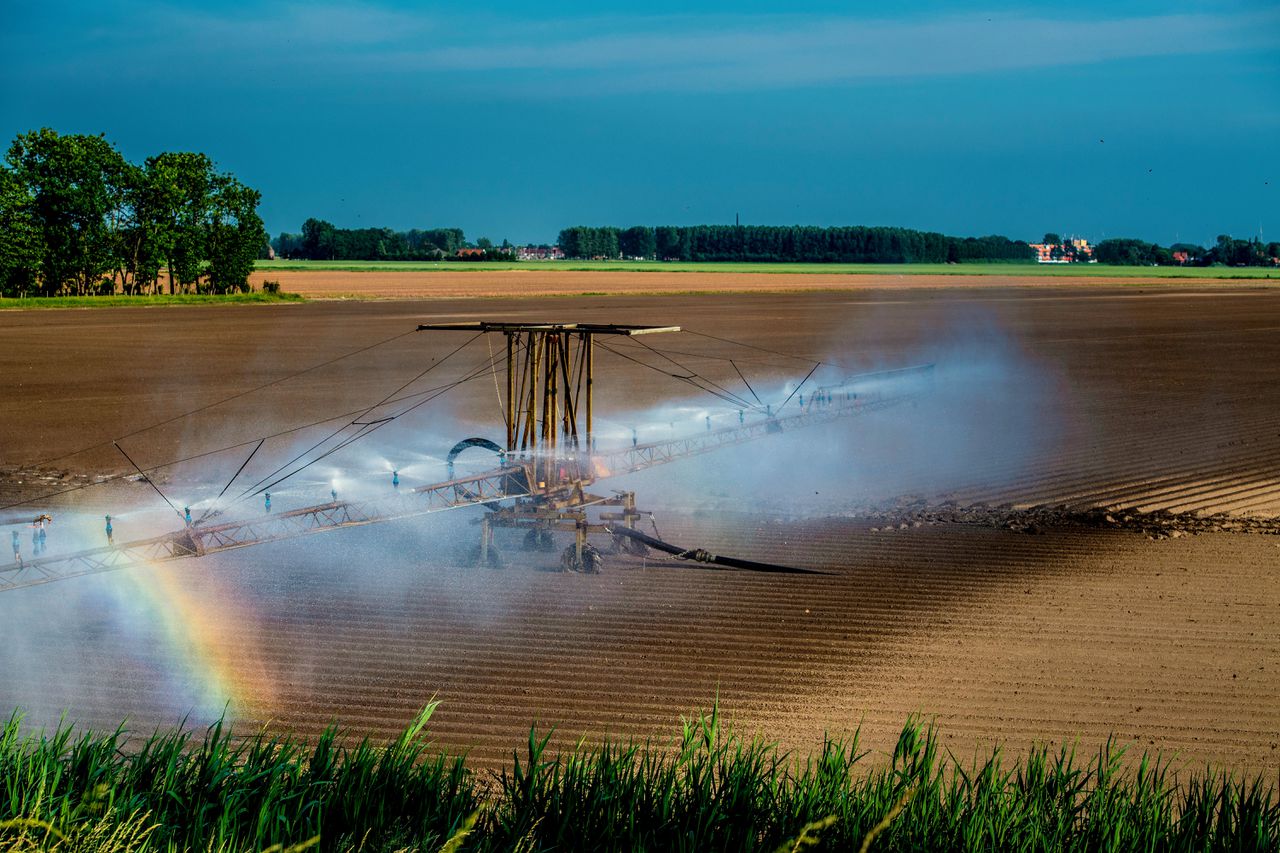 Een boer in Dirksland sproeit water over het land tijdens deze warme dagen.