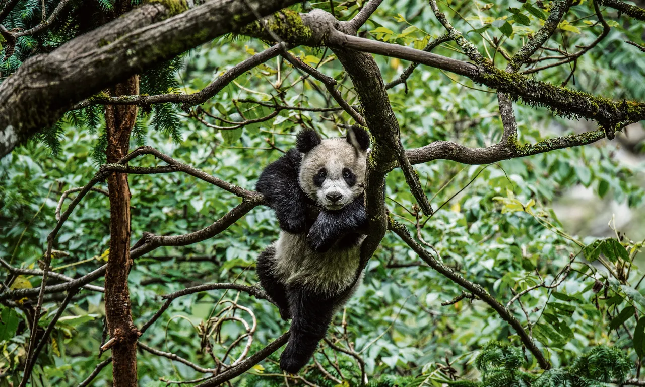 De panda's komen - NRC