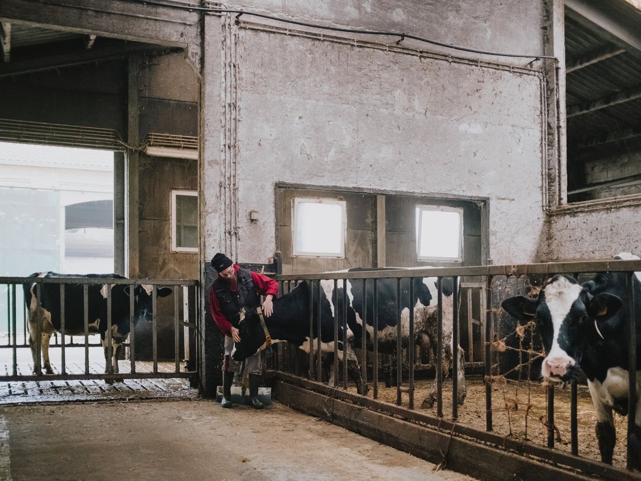 De melk van de koeien die de gedetineerden in het Penitentiair Landbouwcentrum in het West-Vlaamse Ruiselede verzorgen, gaat naar Campina.