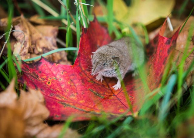 Eerste Nachtvorst Het Blad Verkleurt Dit Zijn De Mooiste Herfstfoto s 