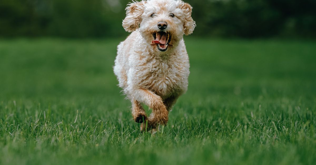 Labradoodles en andere kruisingen met poedels hebben relatief vaak gedragsproblemen