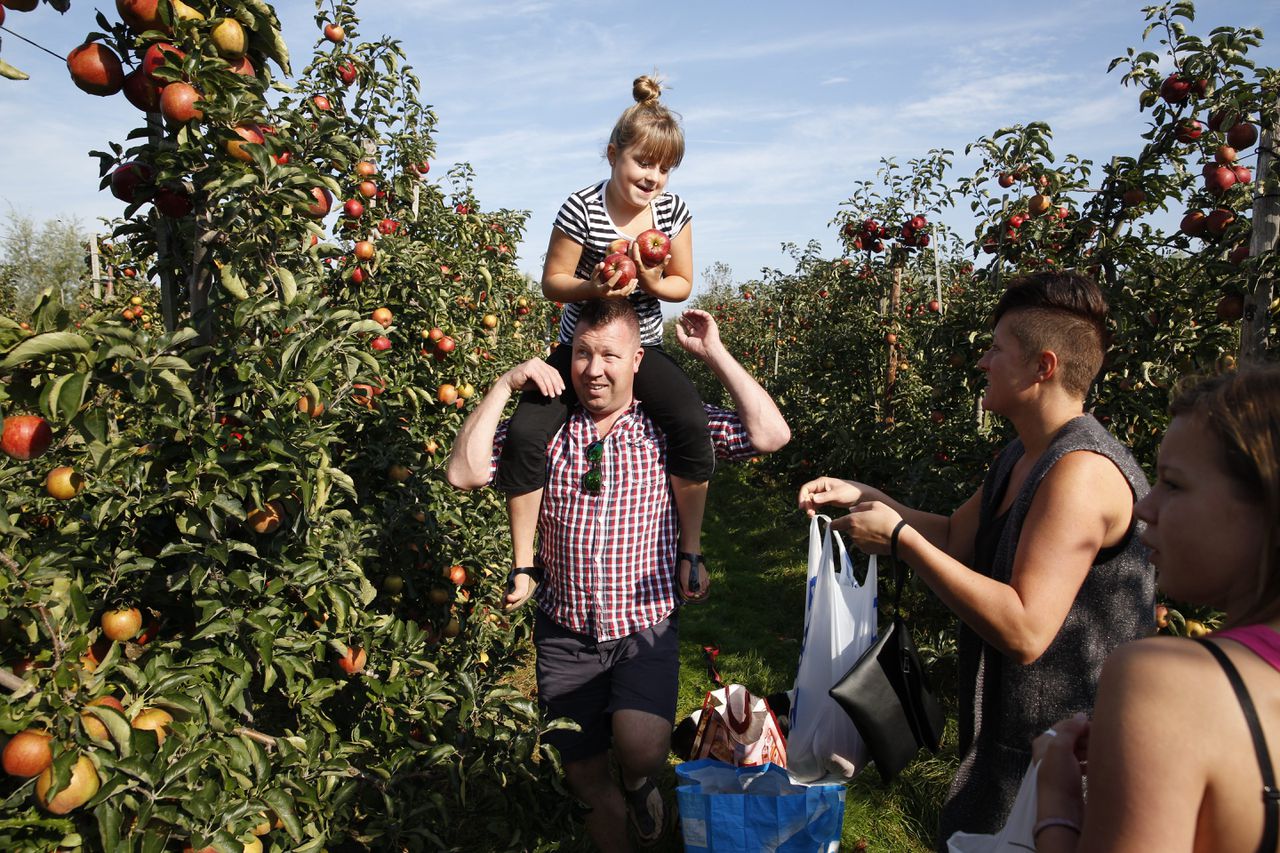 April 2014. Belangstellenden plukken appels in de boomgaard van fruitteler Martin Duvekot. Nu Rusland de grens heeft gesloten voor Europees fruit, kan hij zijn appels nergens meer kwijt. Iedereen mag komen plukken tegen kostprijs.