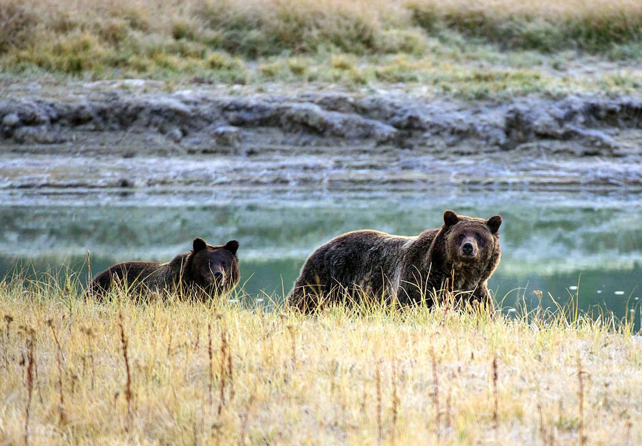 Wordt de Amerikaanse  grizzlybeer vogelvrij verklaard?  