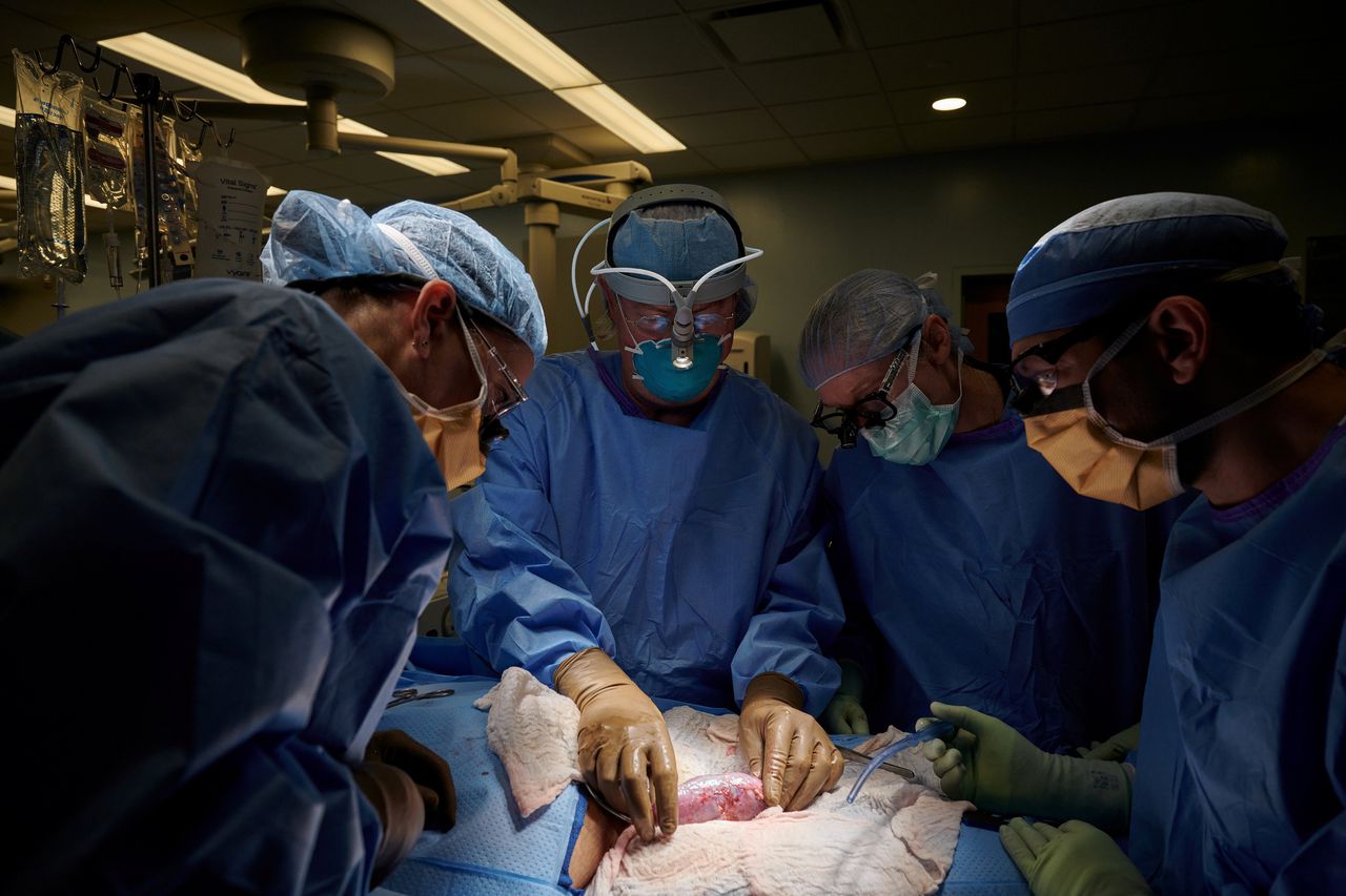 Team van chirurgen onderzoekt een getransplanteerde varkensnier op tekenen van afstoting.