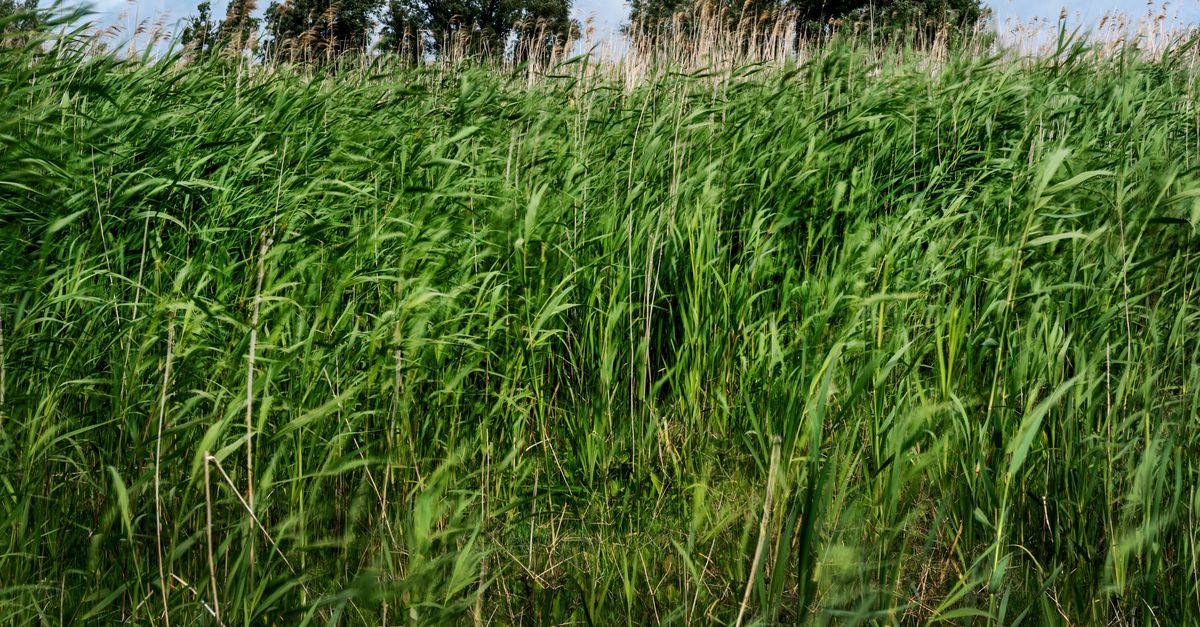 Hoe krijg je riet terug in een moeras? In Flevoland leggen ze het even ...