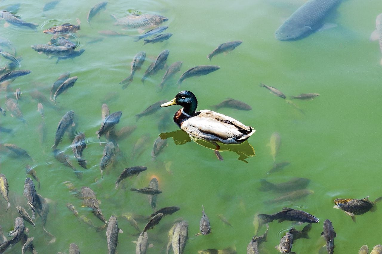 Wilde eend zwemt in een meer met karpers en andere vissen. Karpereitjes kunnen via eendenpoep verspreid worden.