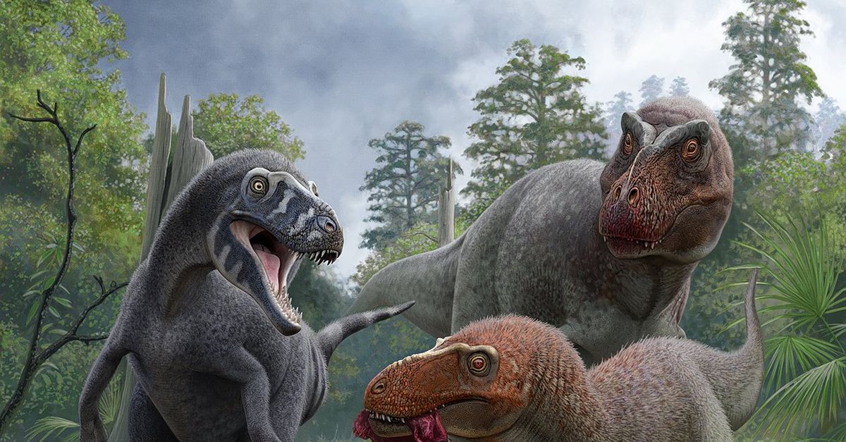 Nanotyrannus was geen baby-T-rex maar een nieuw soort mini-dino