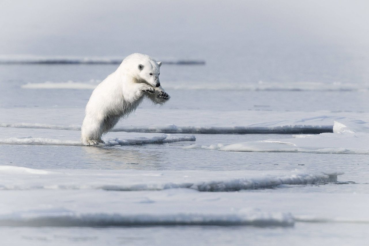 20.000 jaar ijsbeergeschiedenis leert: minder ijs, minder beren 