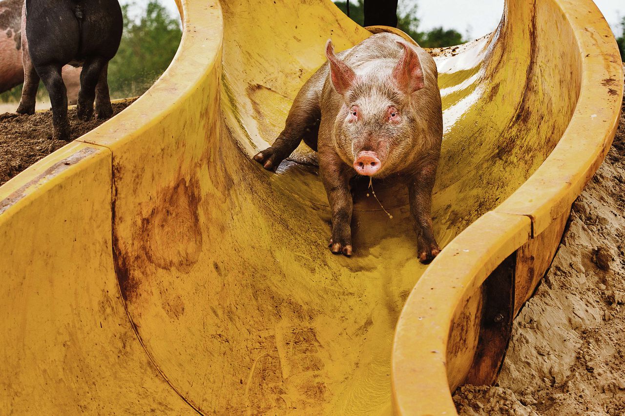 Varkenshouder Erik Stegink in het Overijsselse Bathmen heeft een glijbaan voor zijn varkens aangelegd. Foto ANP