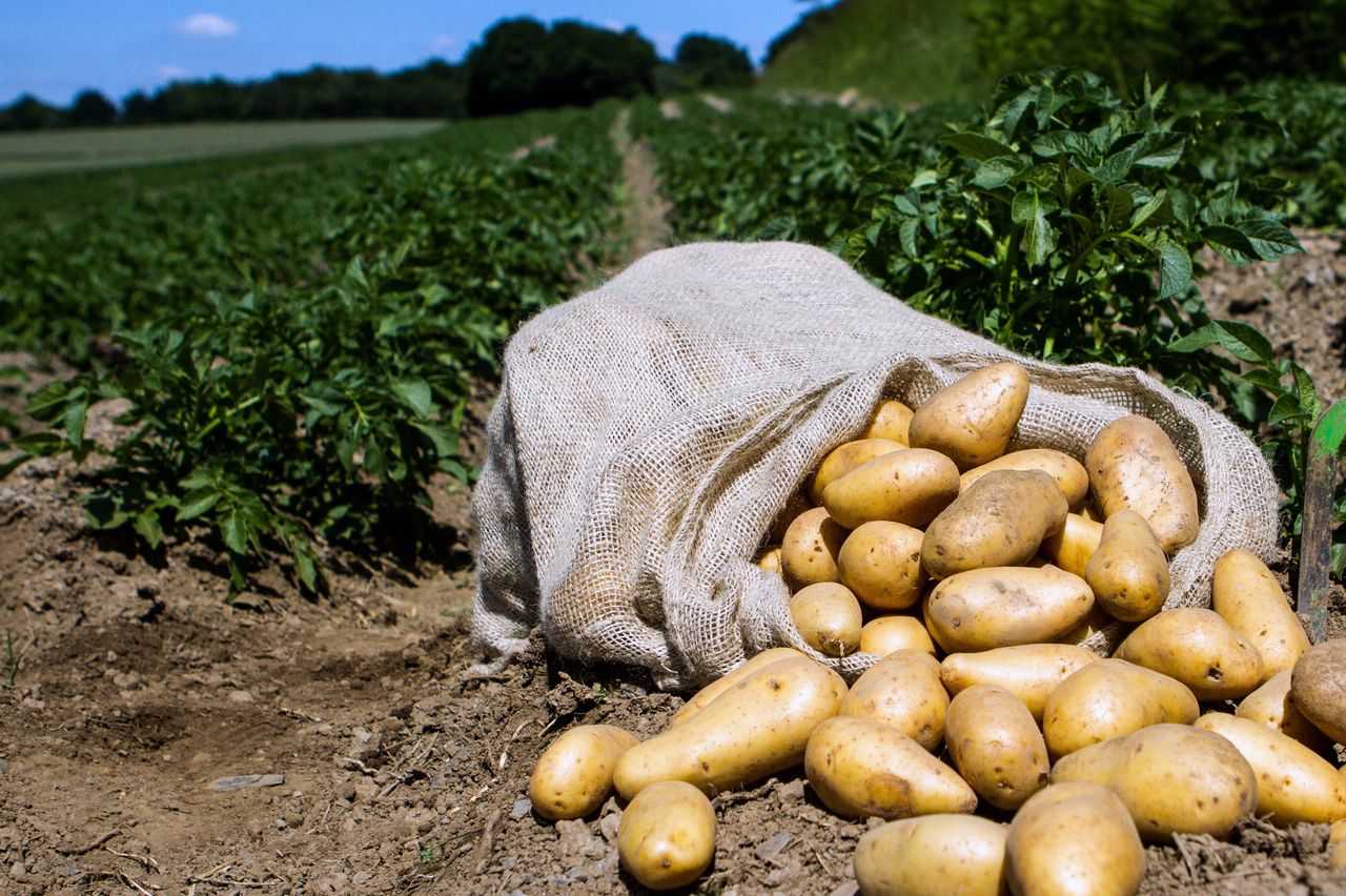 Aardappels in het veld.