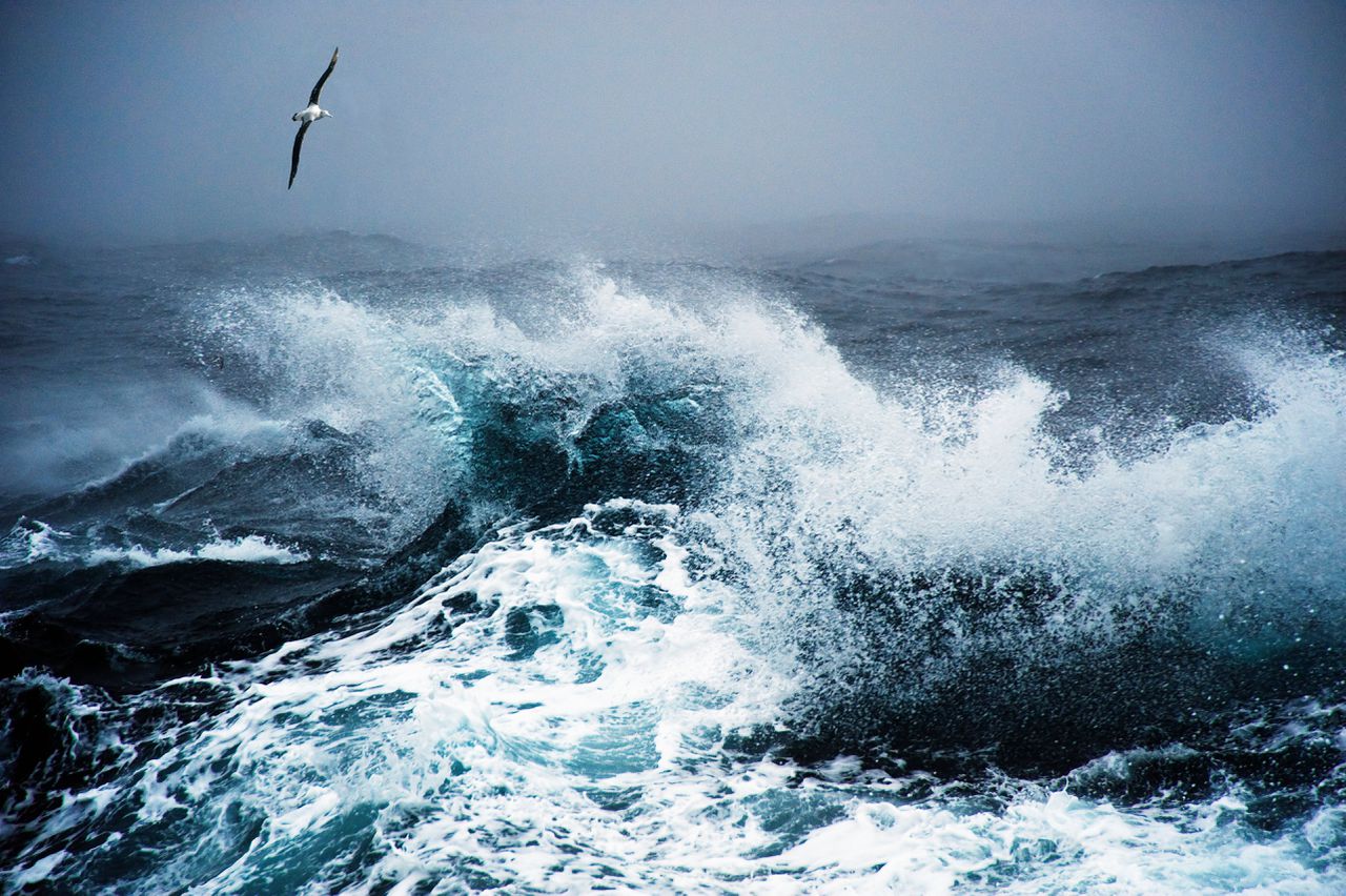 Albatrossen meten achtergrondgeluid van oceanen 