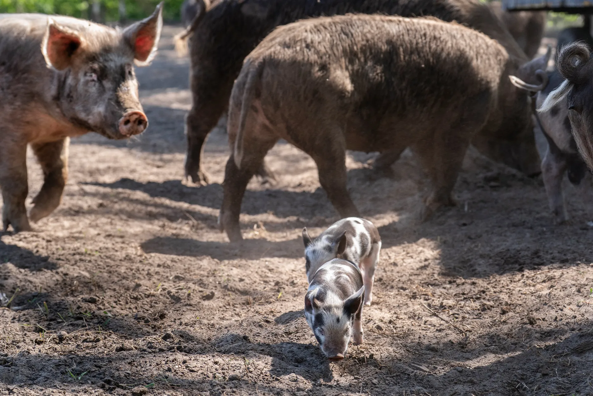 Bij varkensboer Scheepens ‘zoelen’ en wroeten de varkens nog – een ...