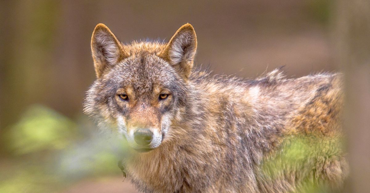Ook bij wolven die in dichtbevolkt gebied leven blijft de angst voor de mens overheersen