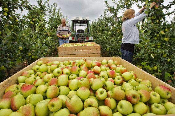 Appels oogsten in het Gelderse Asch.