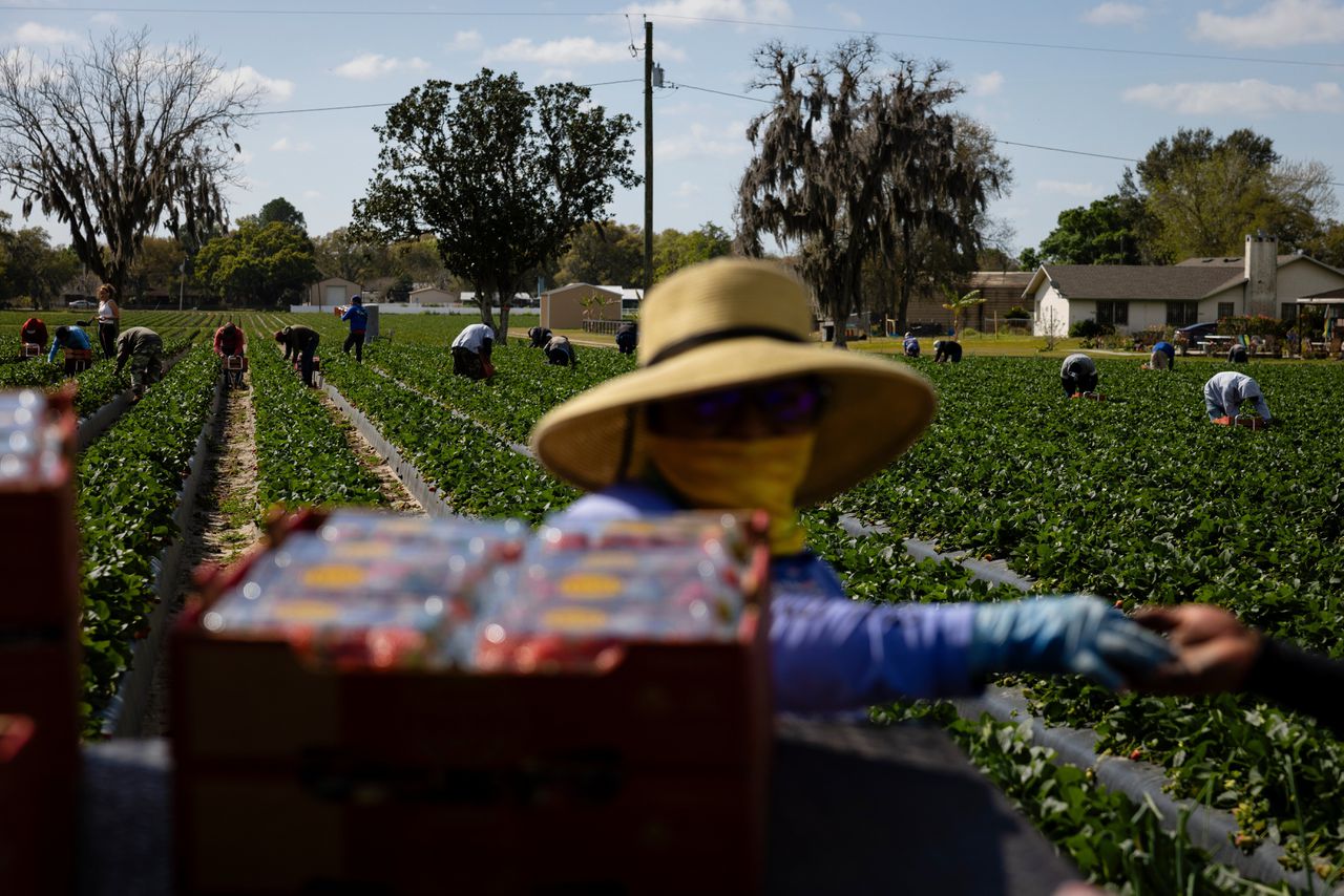 Een groep fruitplukkers plukt aardbeien op de boerderij van Fidel Sánchez.