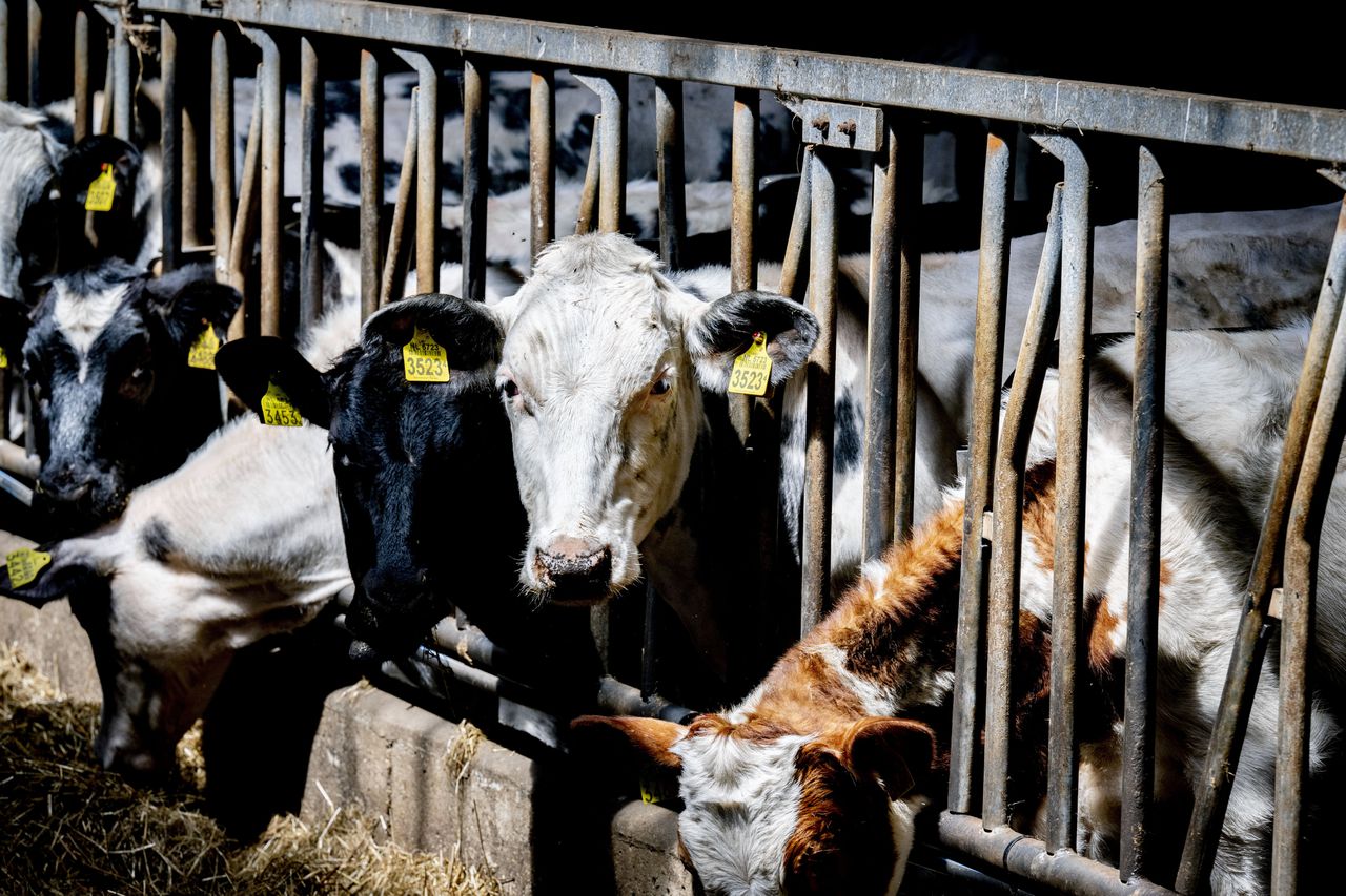 NVWA legt uit voorzorg 46 veehouderijen stil vanwege mogelijk schadelijk gebruik muizengif 