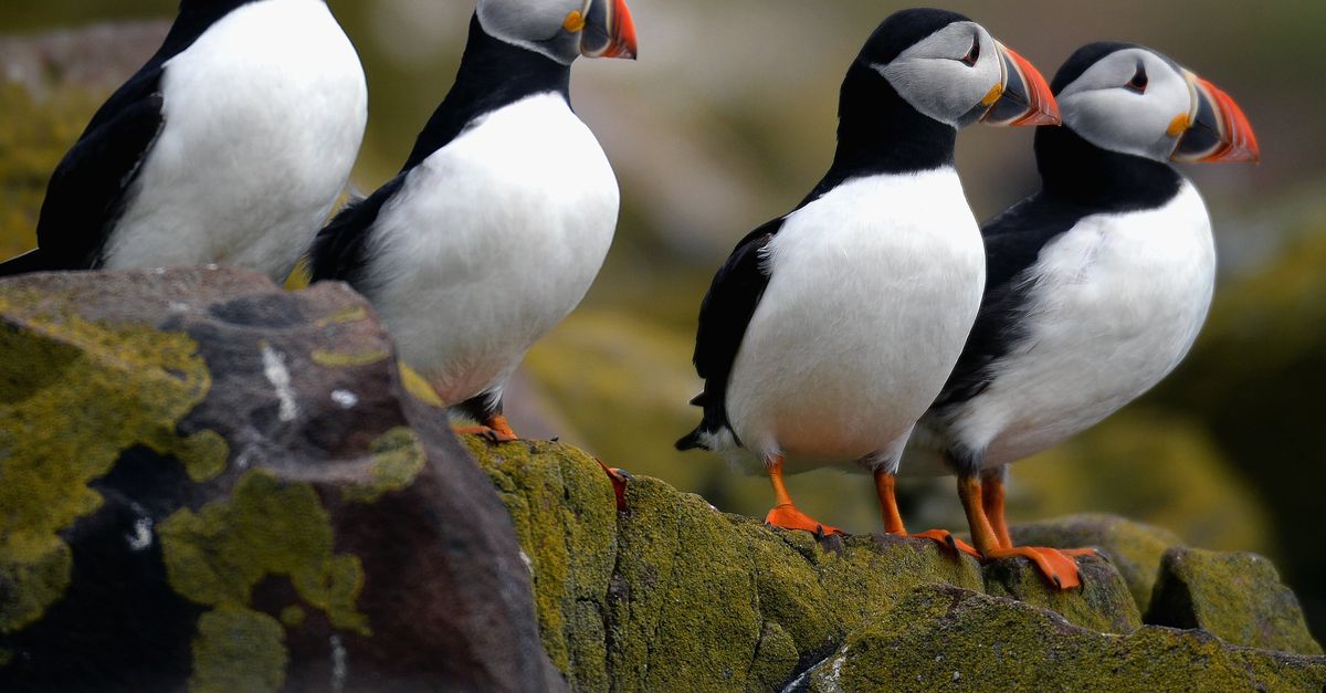 Storm, gebrek aan voedsel, vogelgriep en stropers: de koddige papegaaiduiker heeft hulp nodig