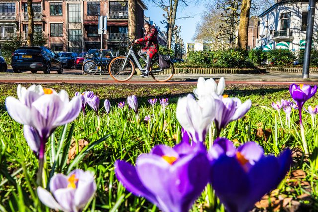 Crocussen in bloei langs de weg op de eerste warme dag van dit jaar.