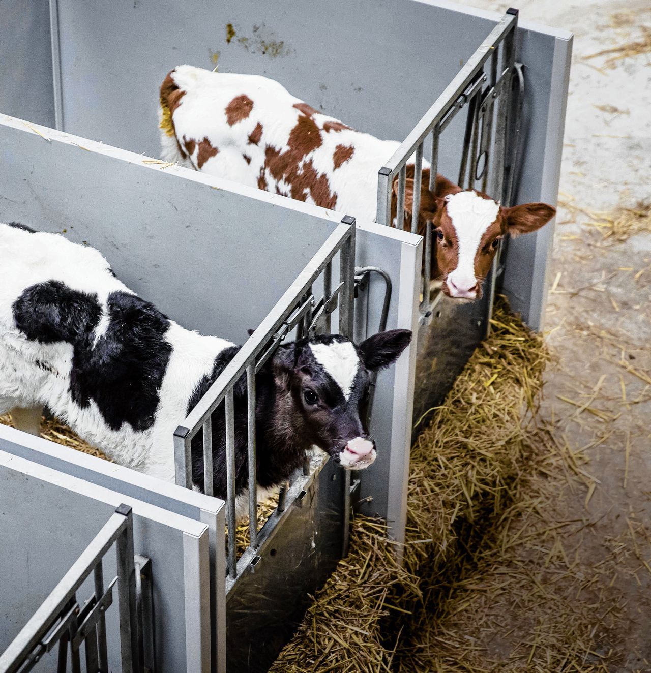 Kalfjes staan op stal bij een melkveehouder in Reeuwijk.