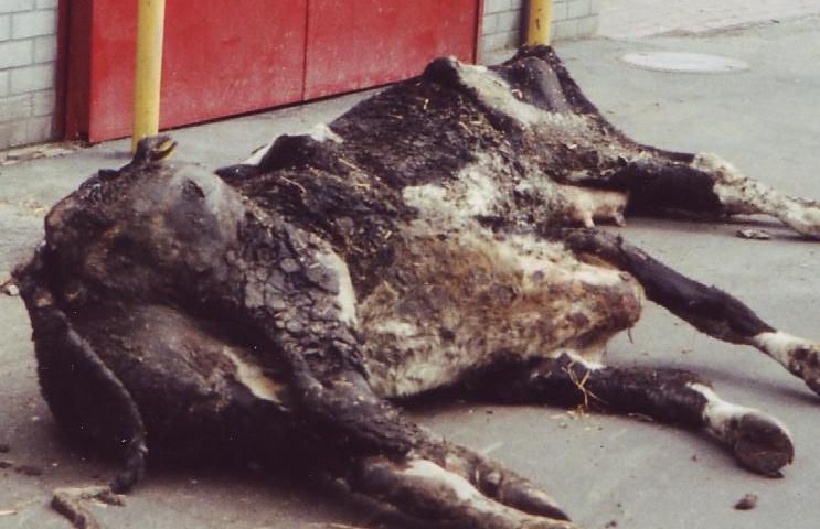 Gevallen van mishandeling van dieren op veemarkten en in slachterijen. Foto Stichting Dierenrecht
