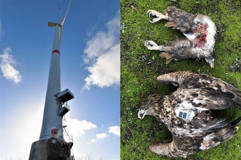 De windturbine bij Bremerhaven waarmee de zeearend in botsing kwam (links) en het in tweeën gekliefde dier.
