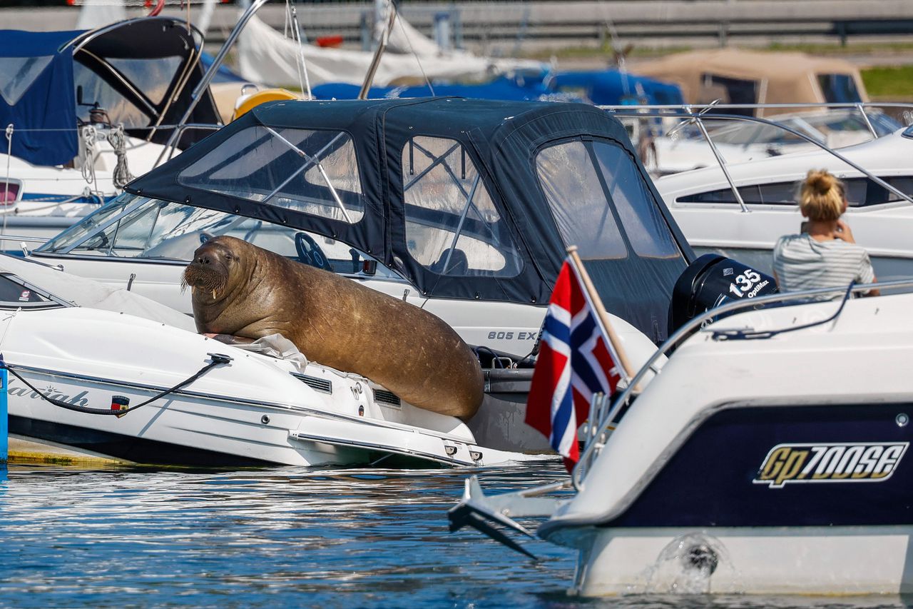 De walrus op een boot bij Oslo.
