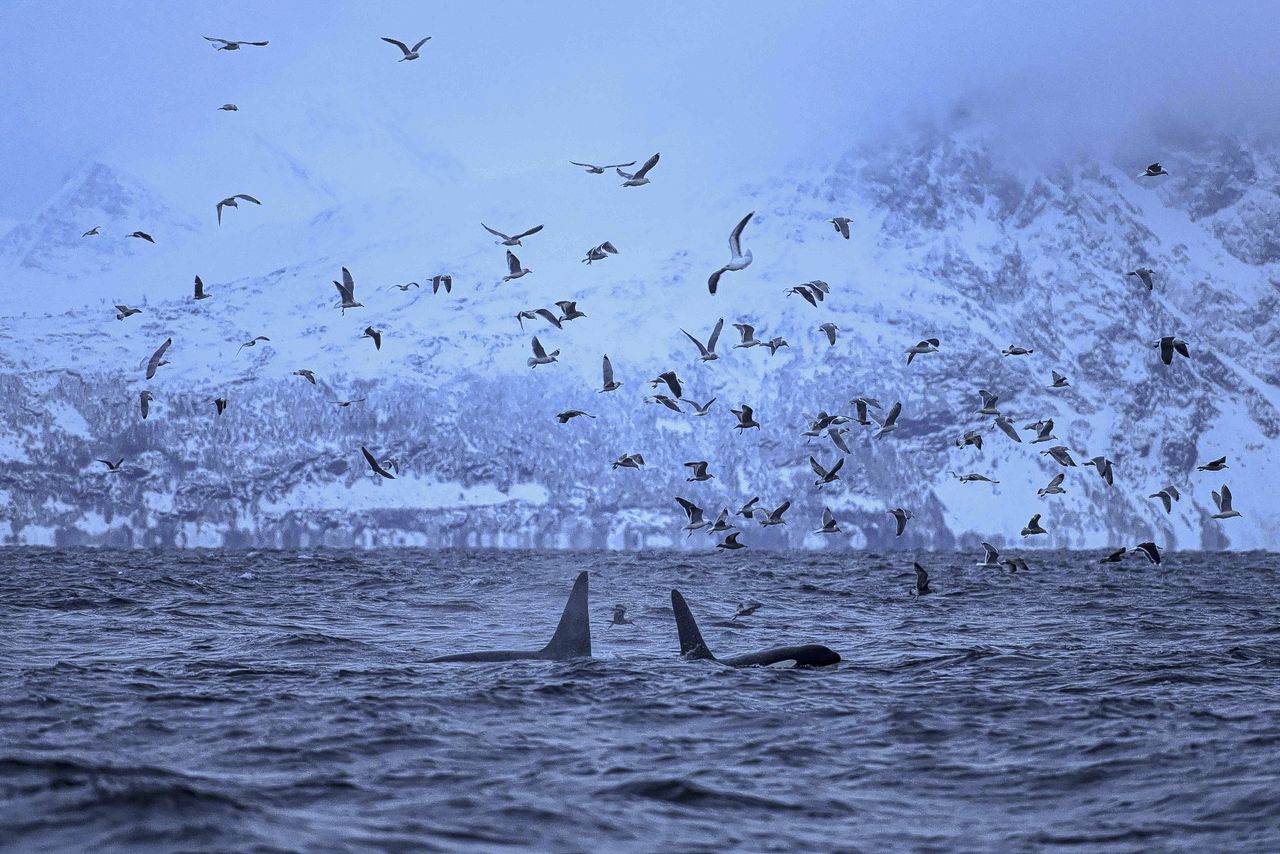 Met de orka’s uit de Reisafjord de vette haring achterna 