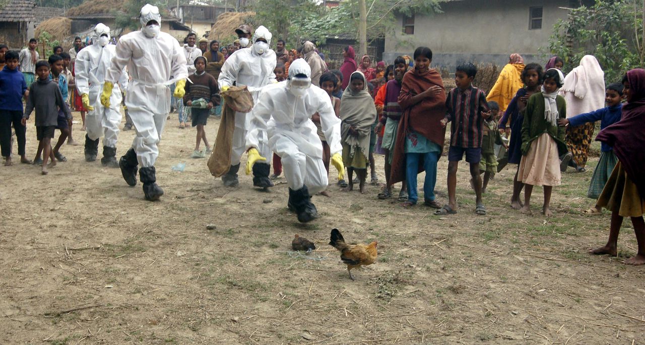 Twee mannen zijn kippen aan het ruimen na de uitbraak van vogelgriepvirus in een Indiaas dorpje. Reuters Health workers run after poultry for culling at Budhia village, about 345 km (214 miles) north of the eastern Indian city of Kolkata December 20, 2008. India sealed part of its border with Bangladesh on Thursday amid fears the latest outbreak of the H5N1 bird flu virus had spread to new areas, officials said. REUTERS/Stringer (INDIA)