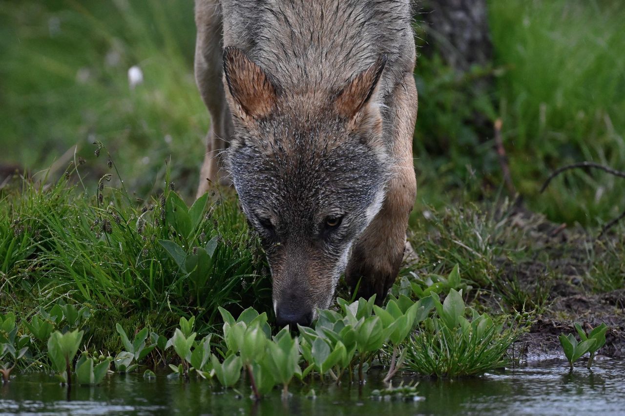 Nieuwe aangifte dierenrechtenorganisatie tegen burgemeester en schapenhouder na doodschieten wolf 
