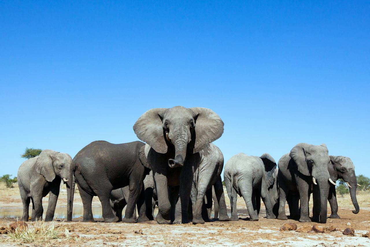 Met meer dan 130.000 olifanten heeft Botswana de grootste olifantenpopulatie van Afrika.