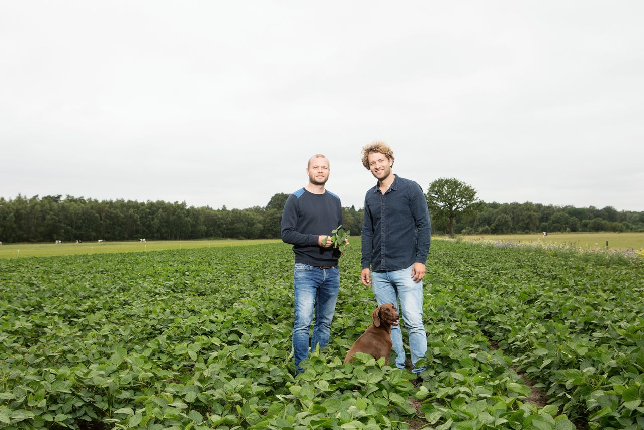 De broers Grobben, Bart (links) en Tom (rechts), melkveehouders in Enschede – én sojaboer. „We geven dit project een jaar om te slagen. Als het niet lukt, hebben we er wel alles aan gedaan.”