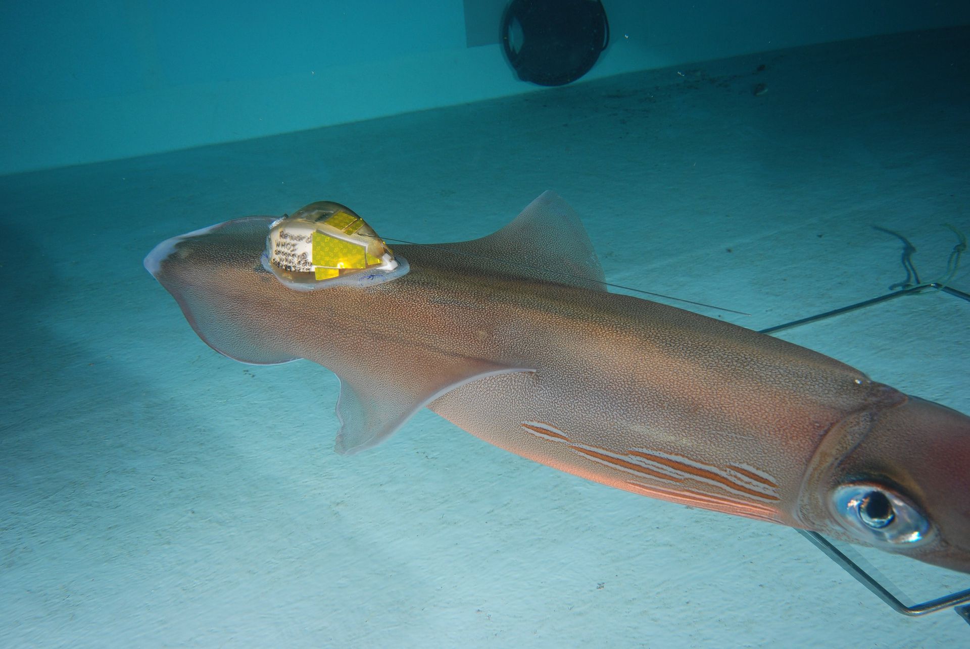 Hoe maak je een gpstracker vast aan een kwal? Met een nietkwellende
