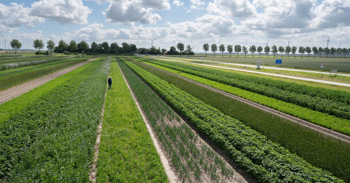 Opinie | Als we gewoon minder dierlijke eiwitten eten, hoeven we de landbouw niet te intensiveren