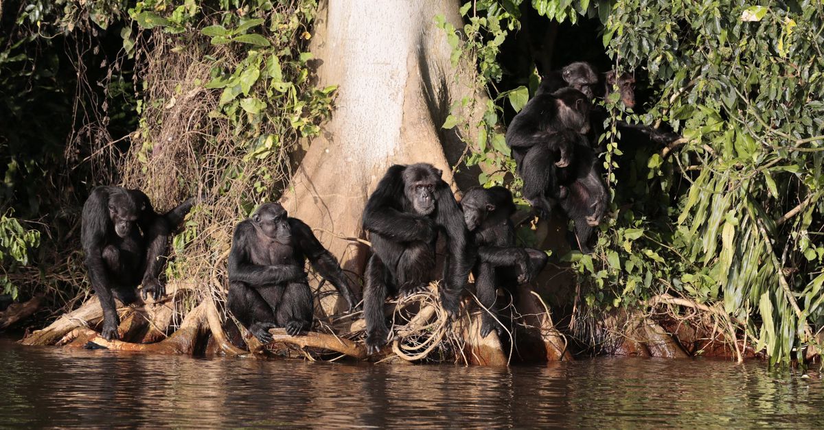 Chimpansees kunnen op een rationele manier van mening veranderen