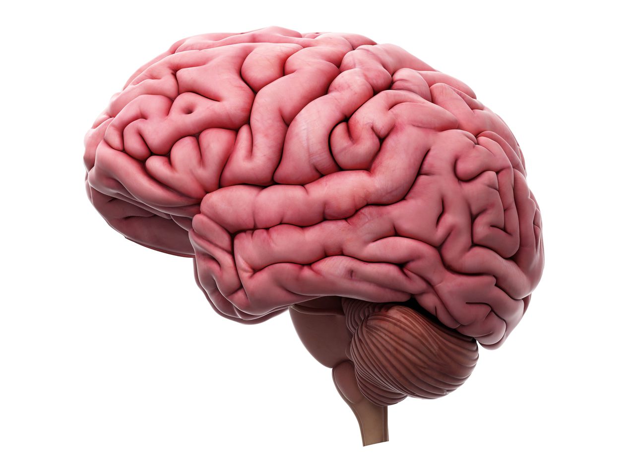 Het geheugennetwerk is  betrapt in het menselijk  brein 