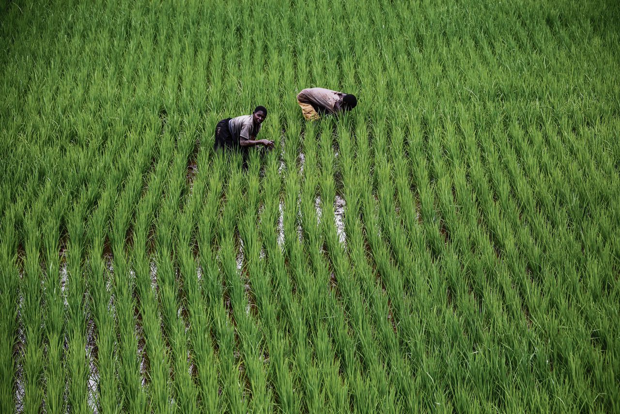 Boeren aan het werk in een rijstveld in Rwanda.