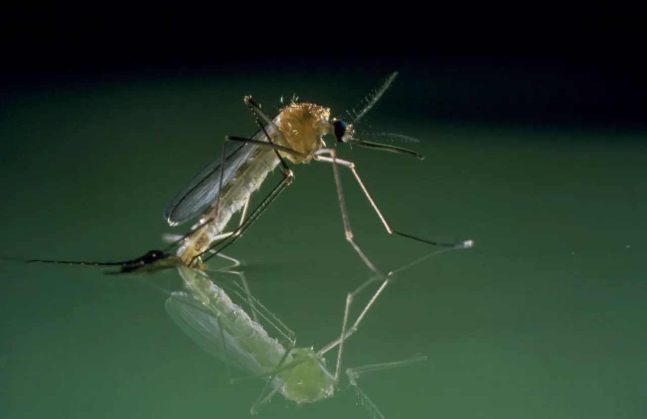 More water in the Netherlands brings risk of mosquito-borne diseases