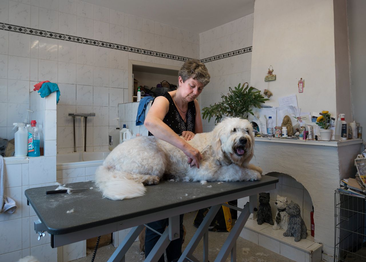 Een dierentrimster in Dordrecht met hond op de behandeltafel.