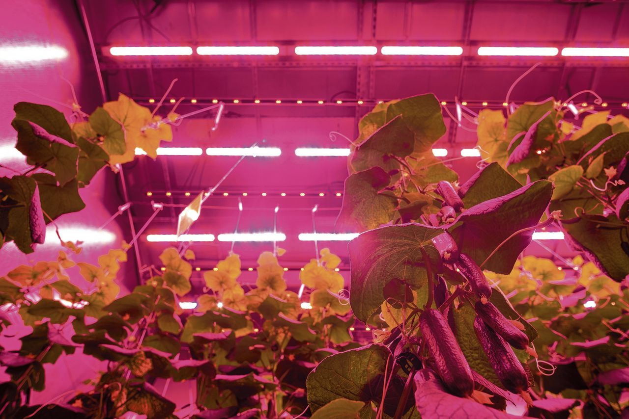 Familiebedrijf Priva in het Westland ontwikkelde een indoor farm, een container waarin zonder daglicht gewassen gekweekt worden.